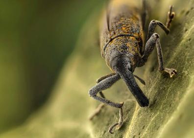 Imagen secundaria 1 - Foraminífero bentónico, Gorgojo y Anisakis 