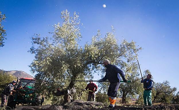 Unos agricultores se emlpean a fondo en al ercogida de aceituna.