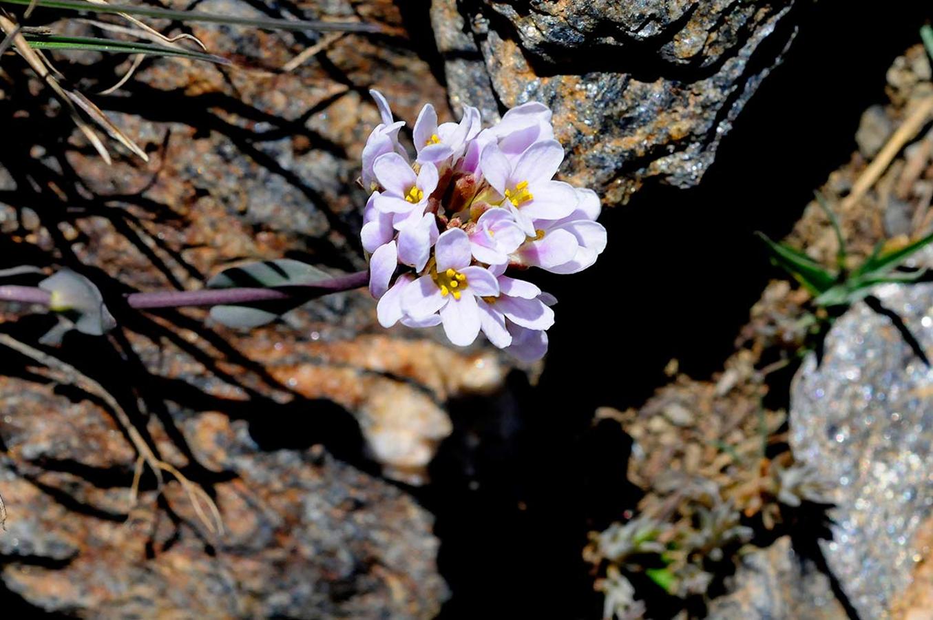 En´emica de la sierra, Noccaea nevadense, que crece entre las grietas de las rocas de la alta montaña. Casi tres meses después que en el resto de la provincia de Granada, la primavera se abre paso en las altas cumbres, un periodo efímero en el que crecen las joyas botánicas nevadenses