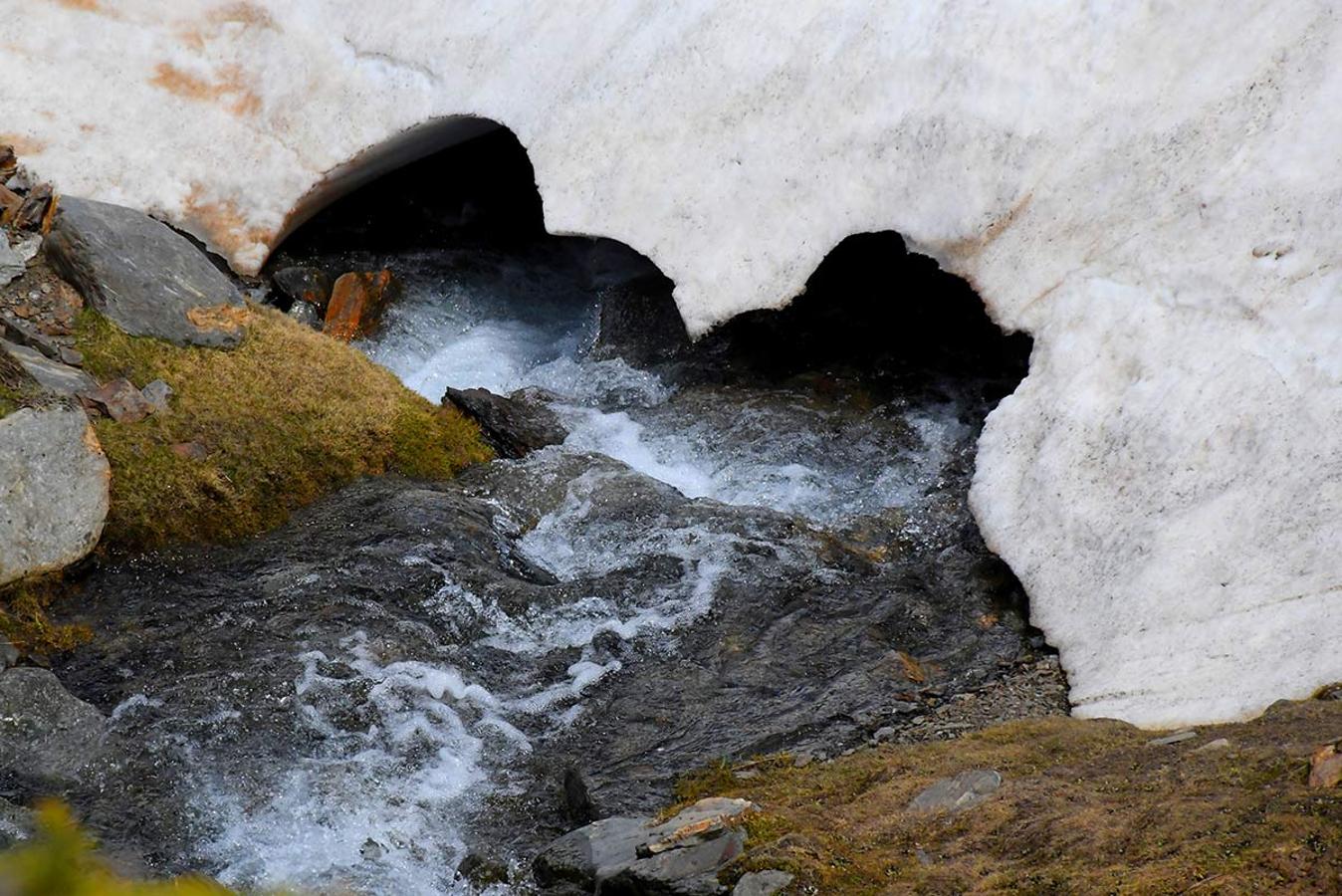 La nieve se coniverte en agua. Casi tres meses después que en el resto de la provincia de Granada, la primavera se abre paso en las altas cumbres, un periodo efímero en el que crecen las joyas botánicas nevadenses