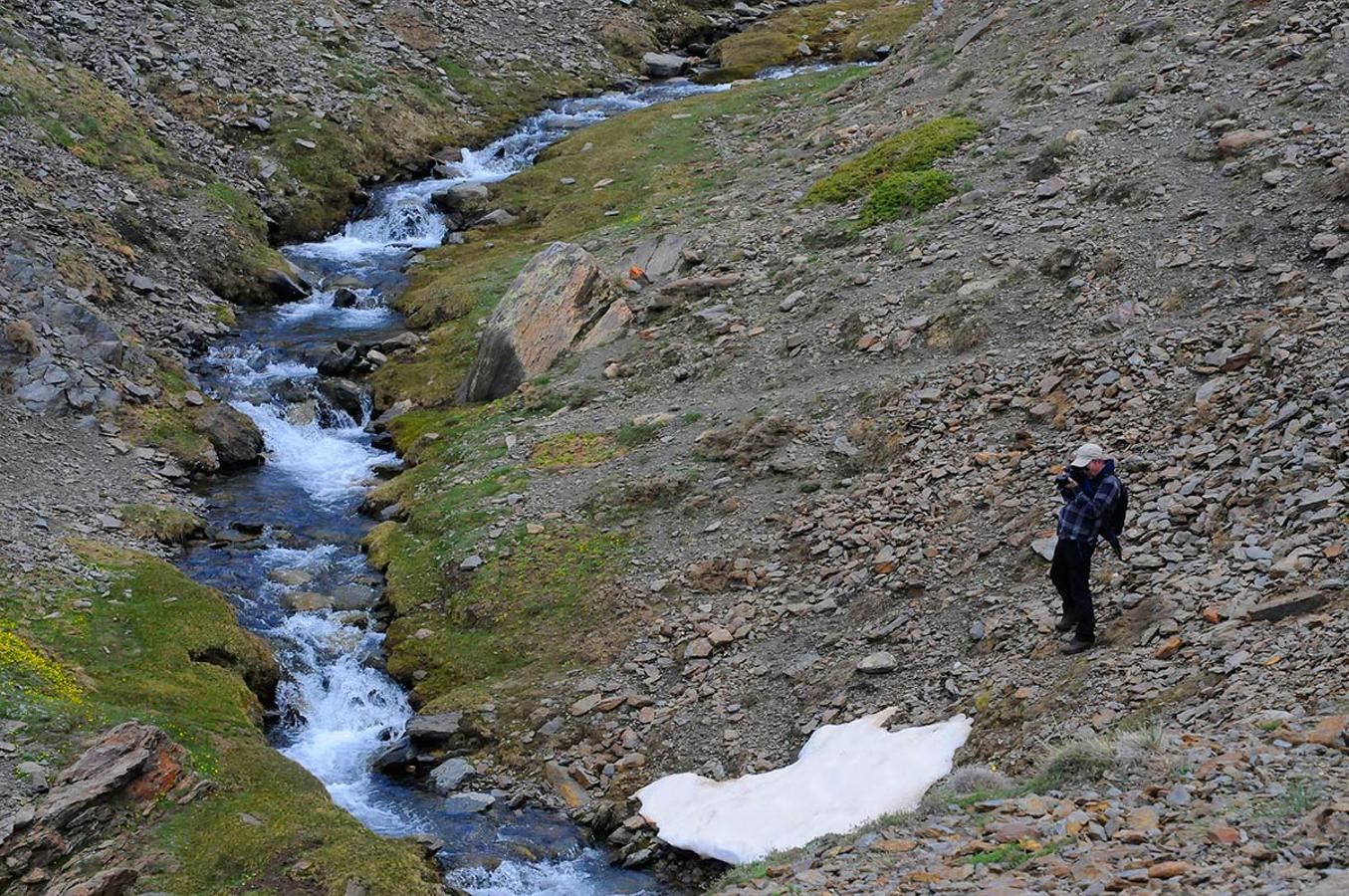 El deshielo generea arroyos de aguas tumultuosas. Nacimiento del río Ddan Juan. Casi tres meses después que en el resto de la provincia de Granada, la primavera se abre paso en las altas cumbres, un periodo efímero en el que crecen las joyas botánicas nevadenses