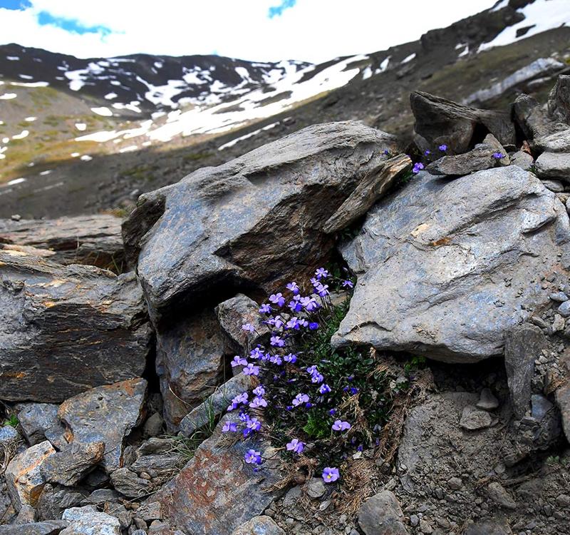 Violetas de Sierra Nevada, una de las joyas botánicas endémicas de la sierra que aparece entre los pedregales 