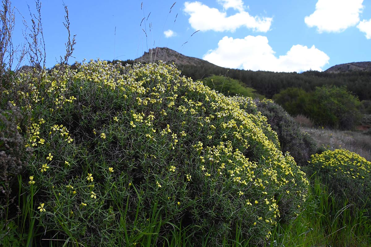 Piorno de crucecitas en cotas más bajas, junto al Dornajo. Casi tres meses después que en el resto de la provincia de Granada, la primavera se abre paso en las altas cumbres, un periodo efímero en el que crecen las joyas botánicas nevadenses