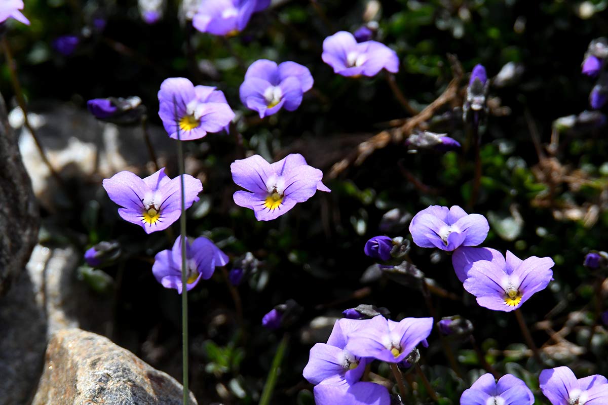 Violeta de Sierra Nevada, Viola crassiuscula, entre las pequeñas trazas de tierra de los pedregales. Casi tres meses después que en el resto de la provincia de Granada, la primavera se abre paso en las altas cumbres, un periodo efímero en el que crecen las joyas botánicas nevadenses