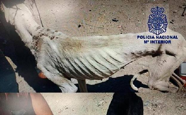 La Policía rescata a tres perros encerrados que estaban a punto de morir de hambre