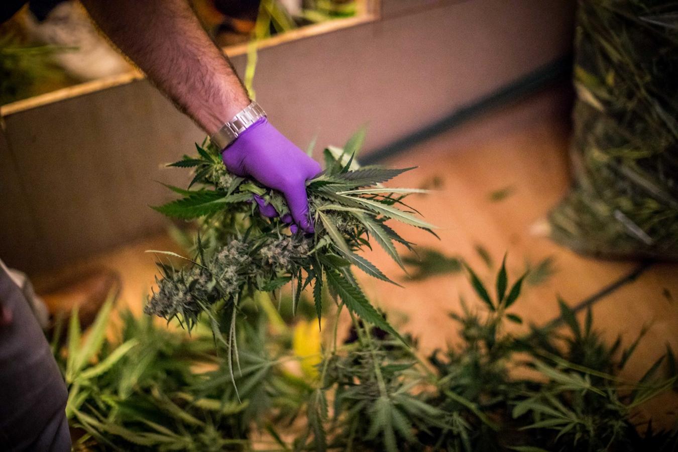 Operación de la Guardia civil contra los cultivos de marihuana