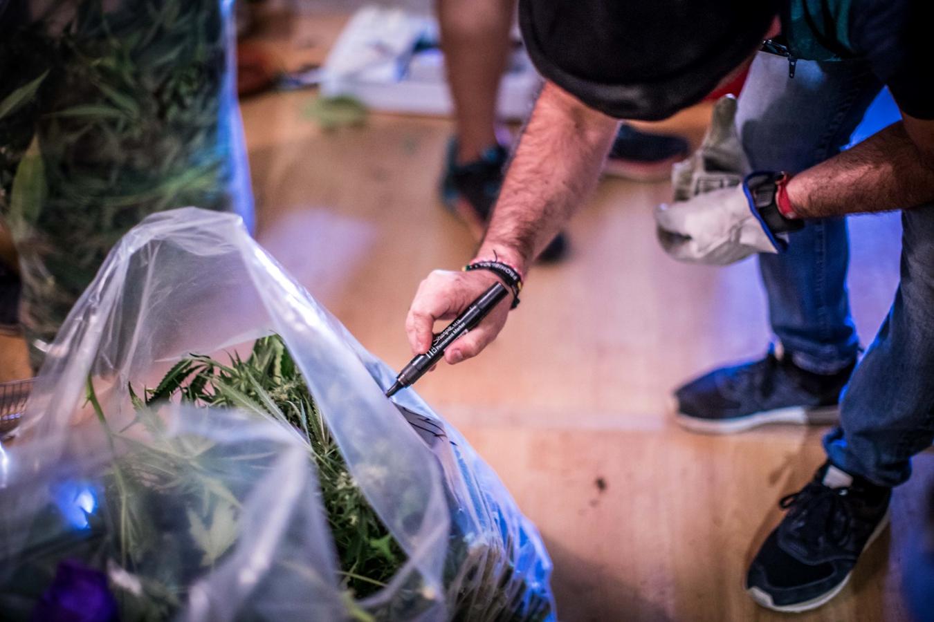 Operación de la Guardia civil contra los cultivos de marihuana