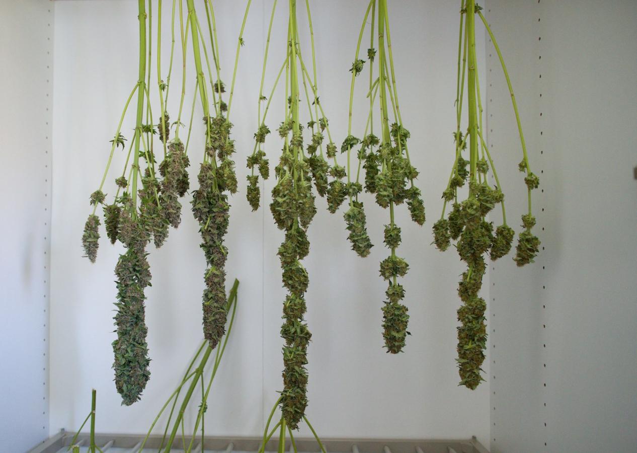 Operación de la Guardia civil contra los cultivos de marihuana