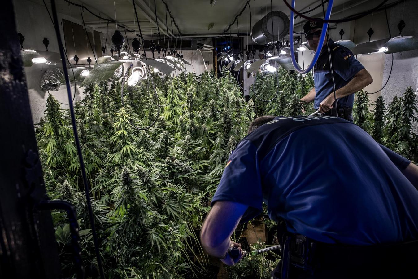 Operación de la Guardia civil contra los cultivos de marihuana