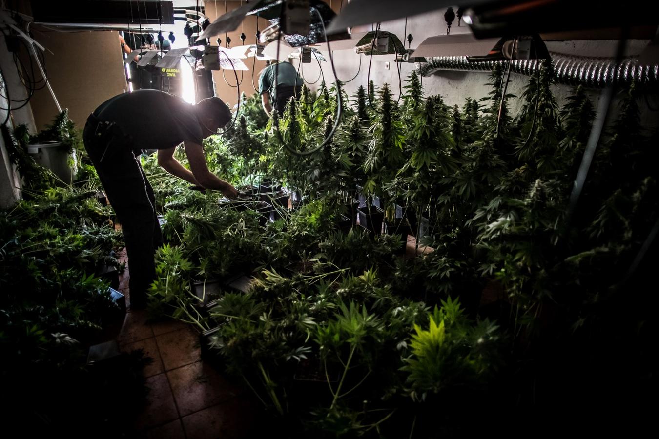 Operación de la Guardia civil contra los cultivos de marihuana