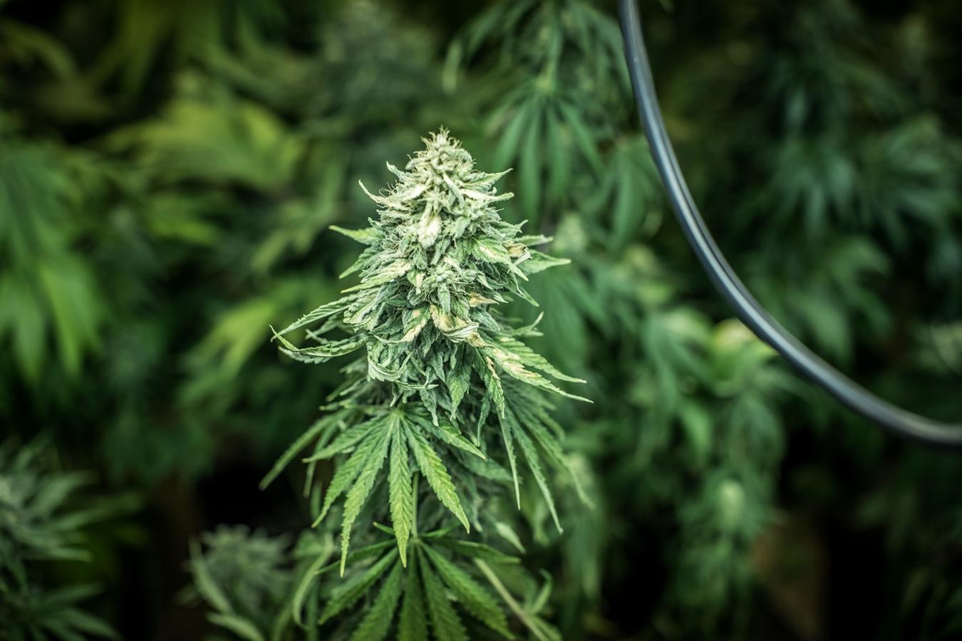 Operación de la Guardia civil contra los cultivos de marihuana