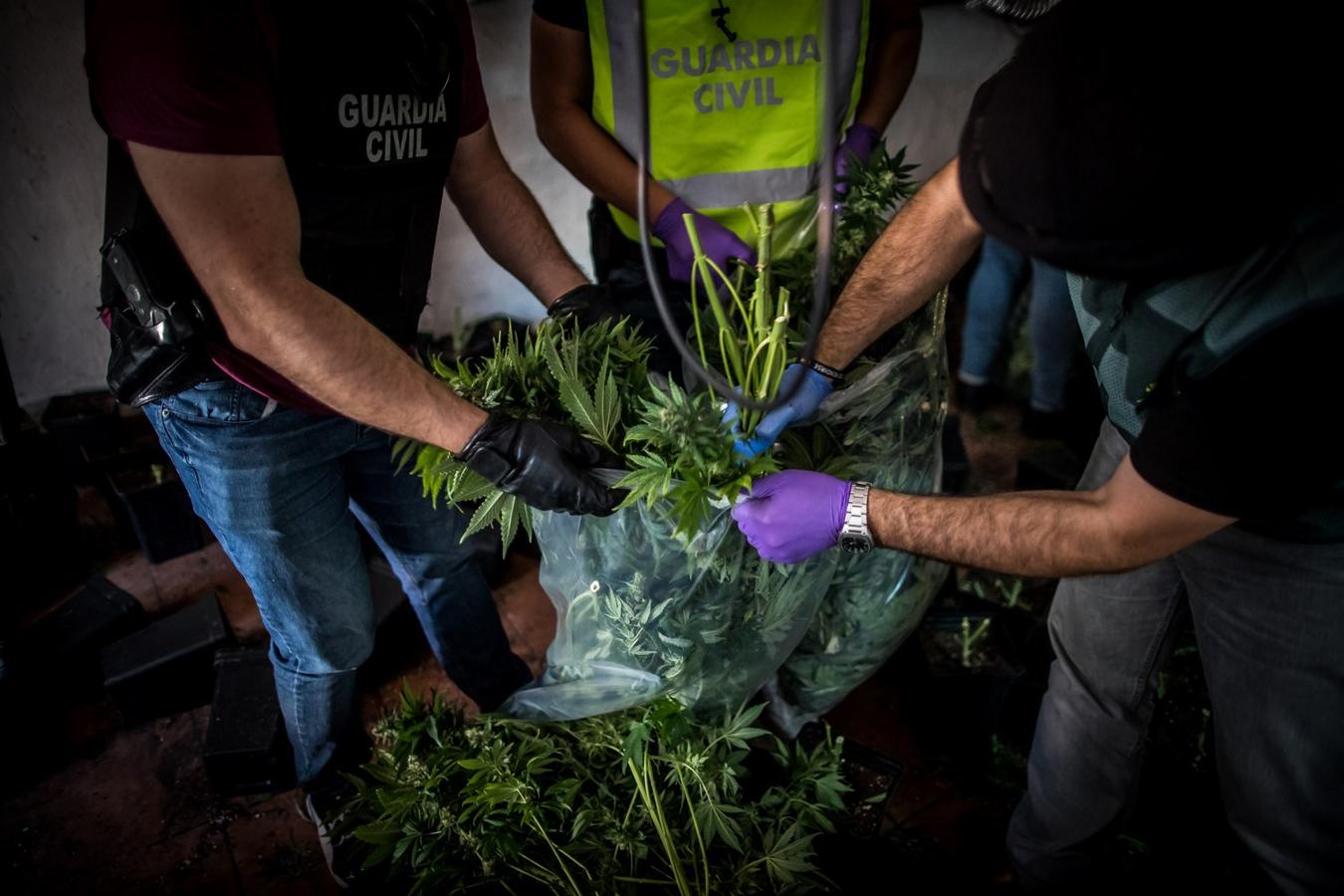 Operación de la Guardia civil contra los cultivos de marihuana