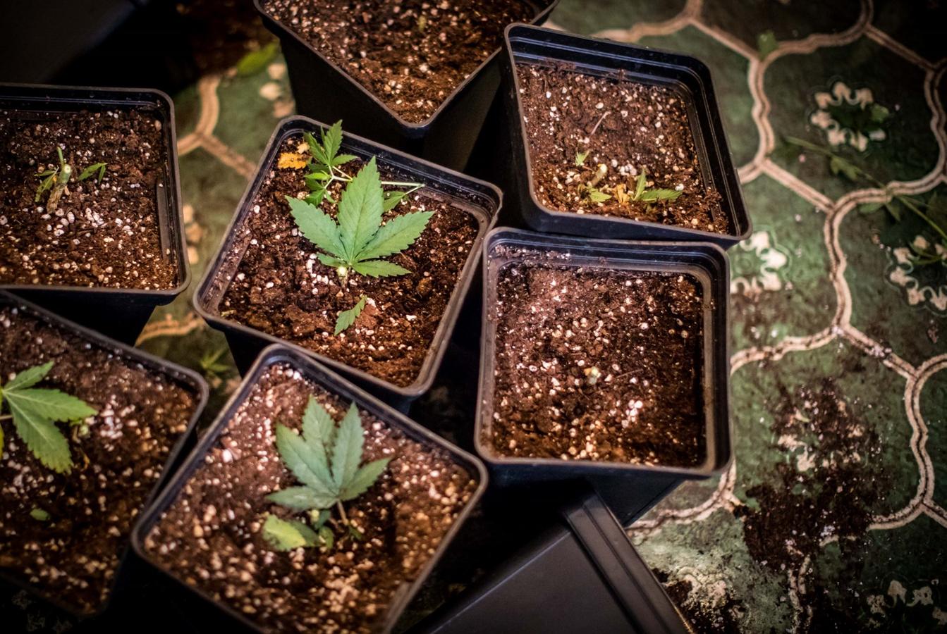 Operación de la Guardia civil contra los cultivos de marihuana