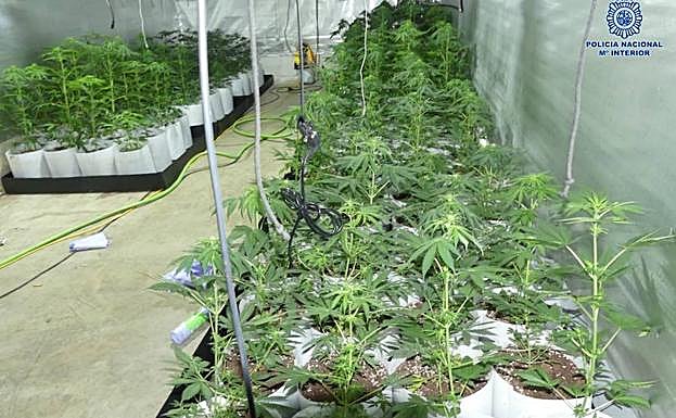 Un detenido por una plantación de marihuana en Andújar