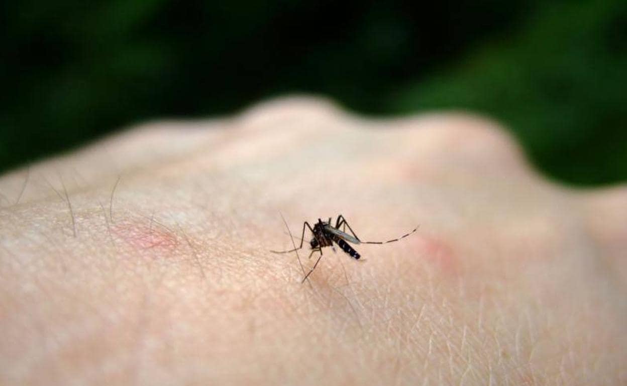 Picadura del mosquito tigre: «El peligro es que puede transmitir graves virus como el zika»