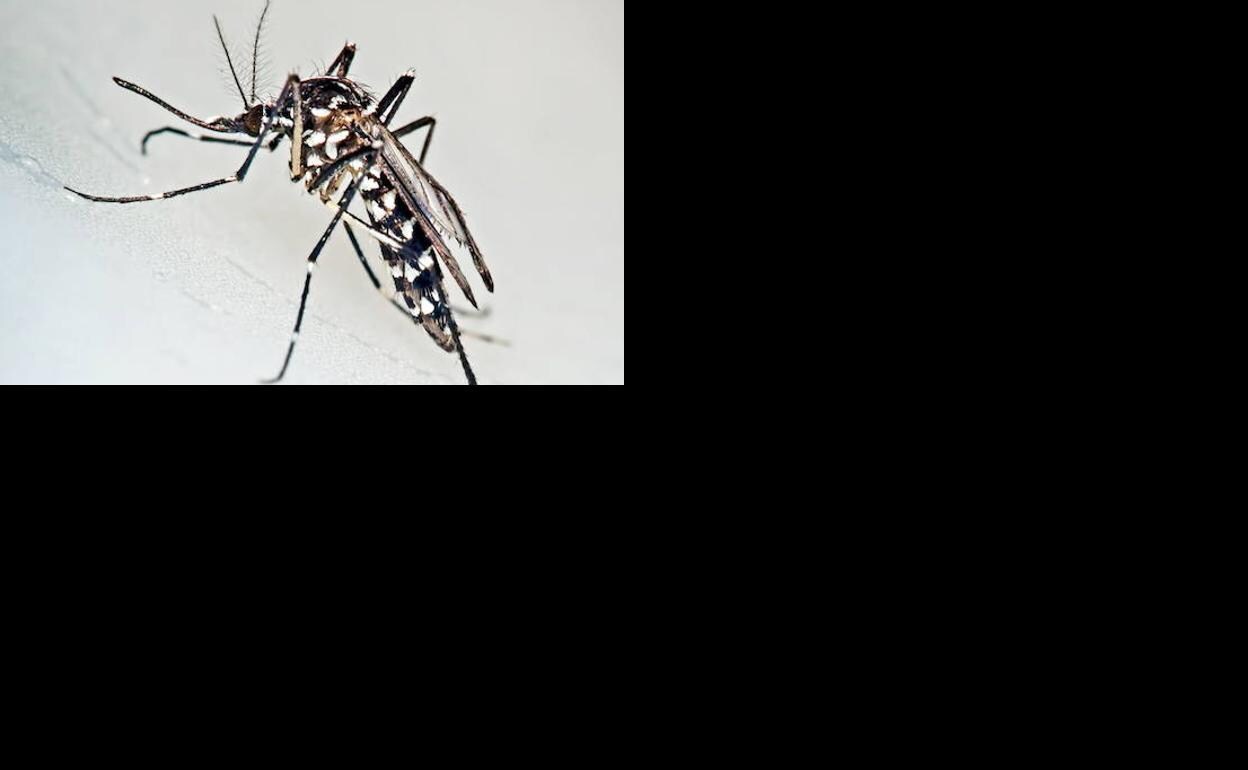 Chikungunya y mosquito tigre