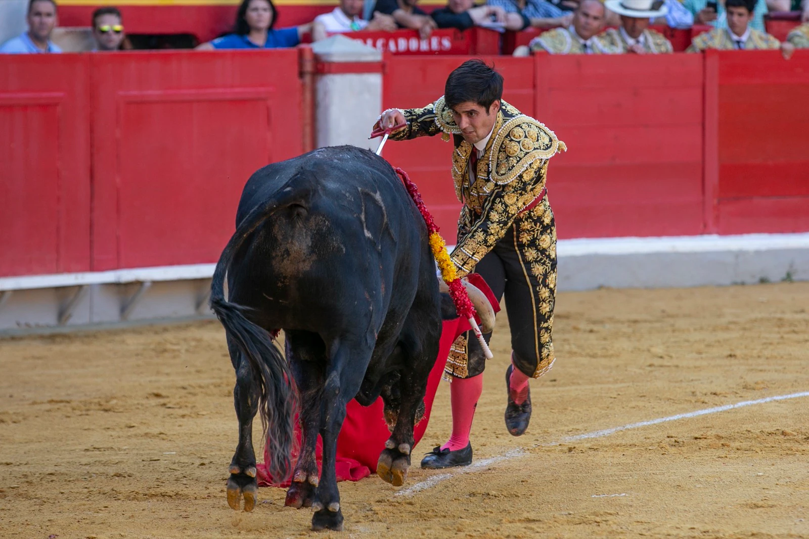 Borja Collado y Miguel Aguilar ponen broche triunfal a la feria del Corpus. El bastetano Aquilino Girón, que cortó una oreja y acreditó sobrado valor, acabó en la enfermería con una lesión en la rodilla