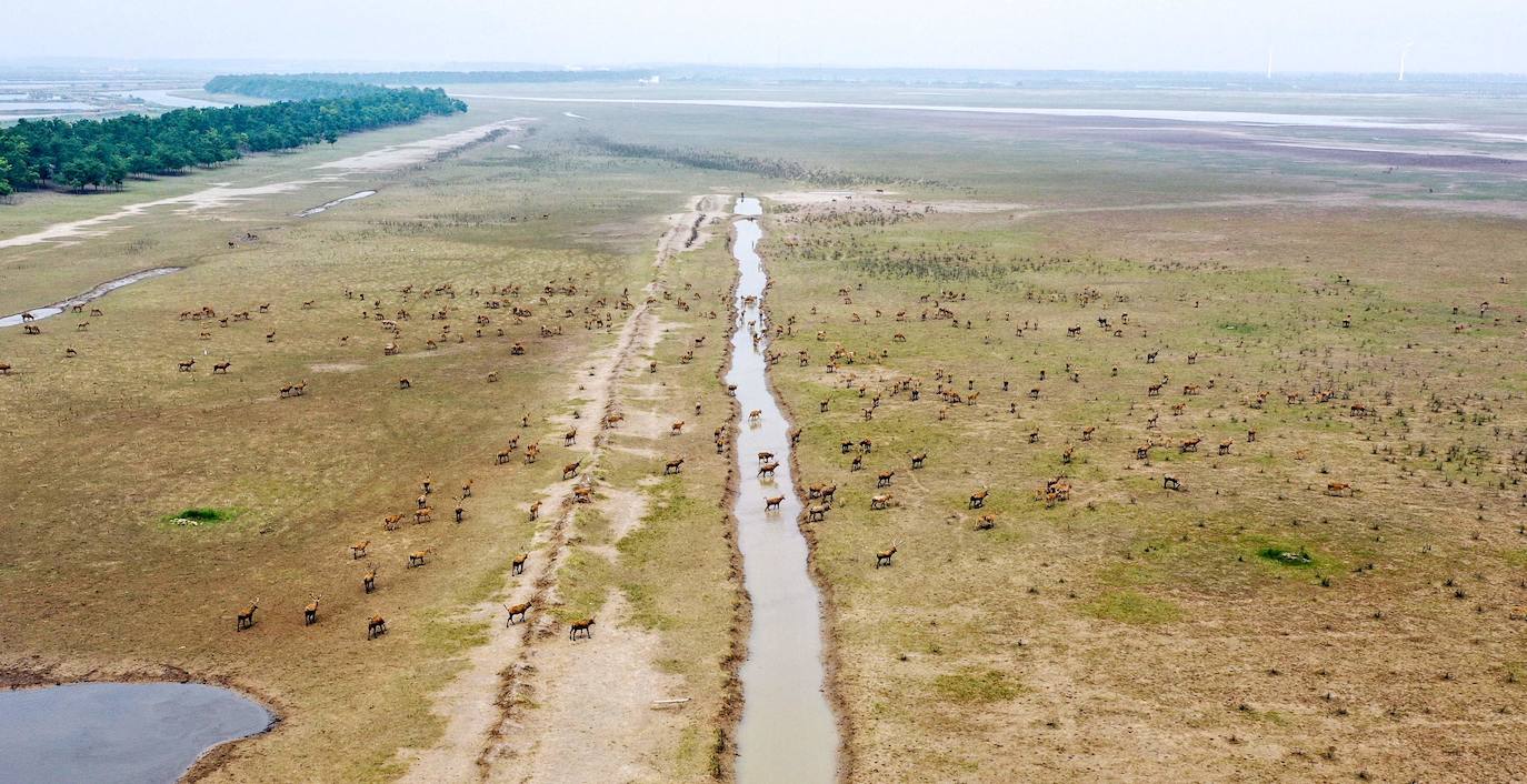 7. Santuario Elk (China). La reserva natural Dafeng, ubicada en Yancheng, en la provincia de Jiangsu, al este de China, ha sido incluida en la clasificación del Patrimonio Mundial de la Unesco. Destaca por ser uno de los mayores observatorios de aves migratorias pero, sobre todo, por albergar una importante población de alces.