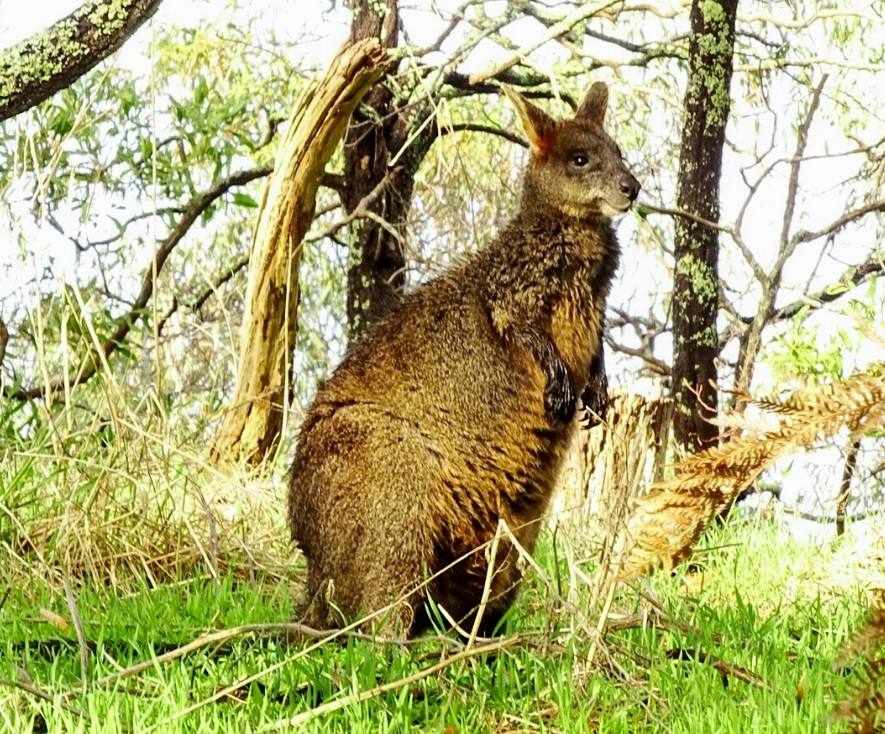 6. Budj Bim (Australia): El paisaje cultural Budj Bim, situado en el sudeste de Australia, fue inventado por la nación Gunditjmara hace unos 6.600 años. En el sitio se encuentran los restos de los canales de piedra construidos para atrapar a las anguilas procedentes de un lago y de las marismas.