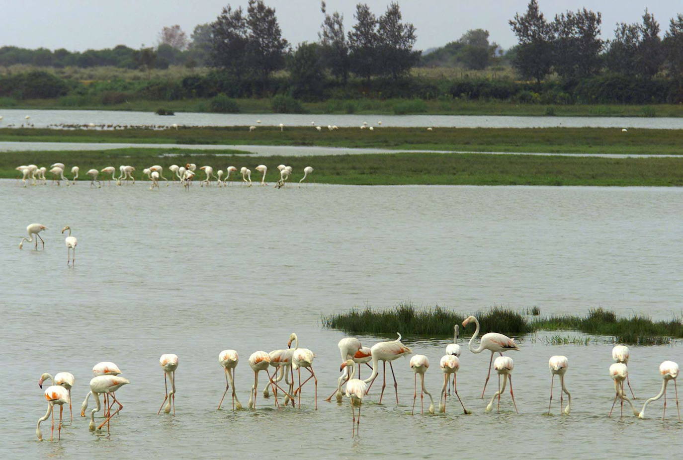 10. Parque Nacional de Doñana. Declarado Patrimonio Mundial en 1994 (Foto: Miguel Vázquez/EFE)