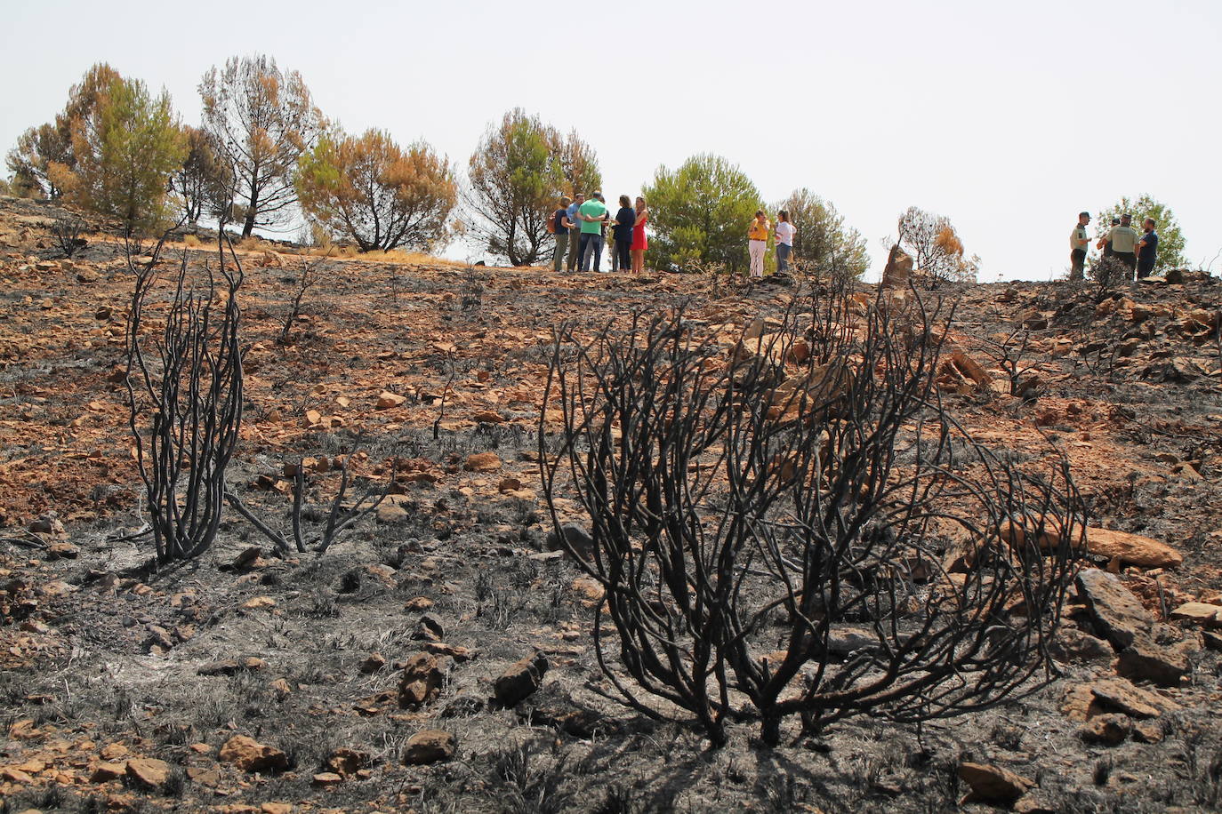 La Junta estudia cómo recuperar las 1.200 hectáreas quemadas y promete invertir el 100% de los recursos económicos