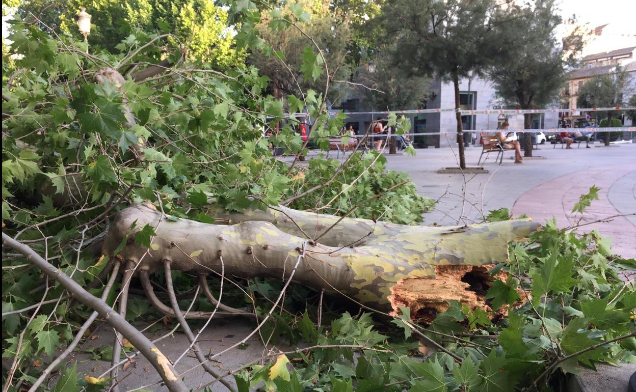 Susto en Granada: Cae una rama gigante de un árbol en plena Fuente de las Batallas
