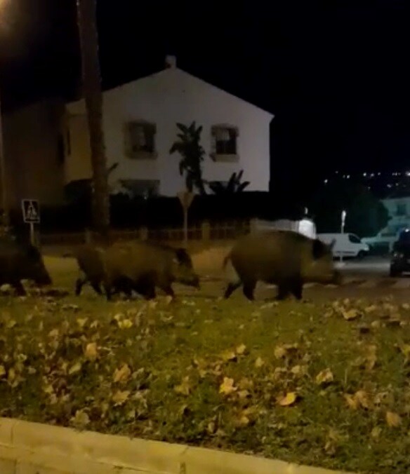 Piara de cerdos paseando por las calles de Salobreña