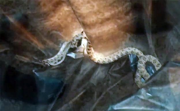 Serpiente de herradura en una bolsa tras ser atrapada por la Policía Local de Granada el 5 de julio de 2019
