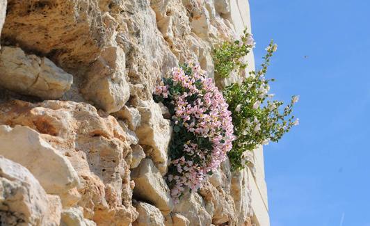 Zapaticos de la Virgen 