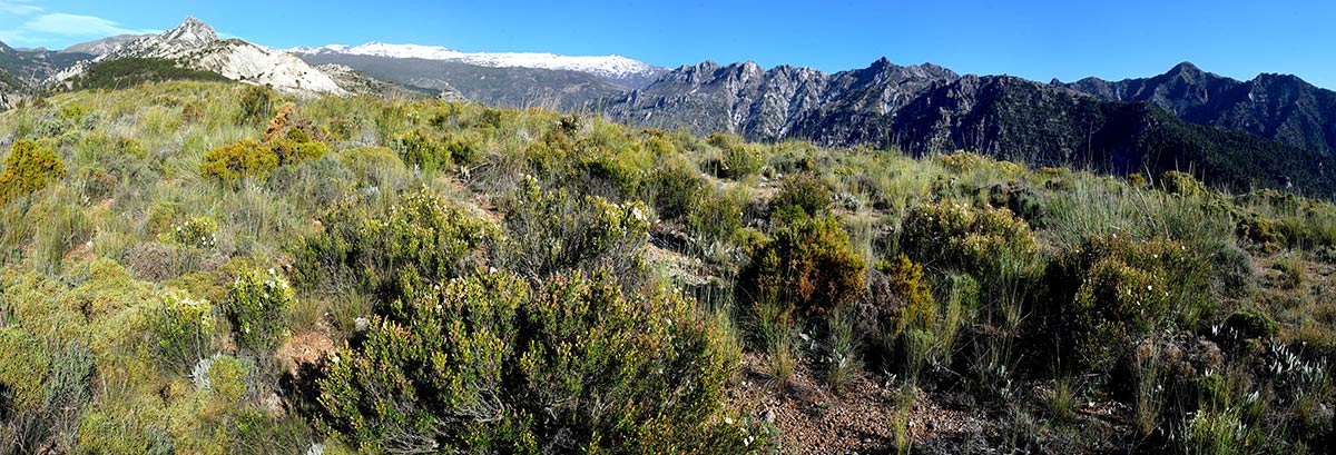 Sierra Nevada emergió de las aguas y convirtió sus laderas en la frontera sur del nuevo continente europeo. Especies marinas vivieron en charcas de marea que se extendían desde el valle de Lecrín hasta las puertas de Granada 