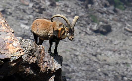 Cabra montesa macho en Sierra Nevada 