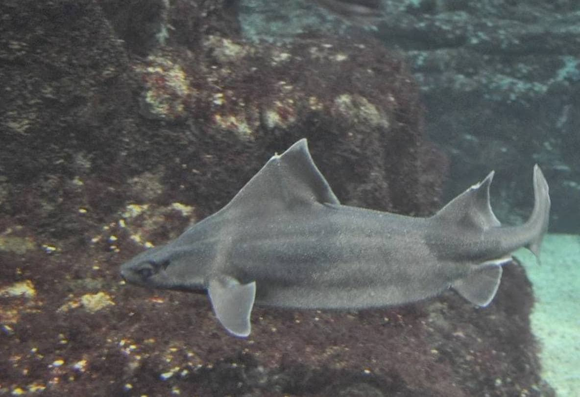 2. Tiburón Cerdo. Es uno de los tiburones que podrías llegar a encontrarte en el mar Mediterráneo o la Costa Tropical, según María Pozo Montoro, coordinadora del Global FinPrint Project de la Universidad de Granada.