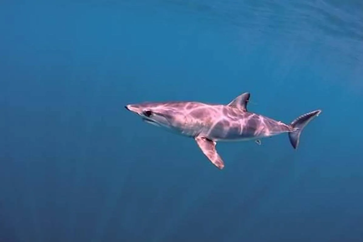 4. Tiburón Marrajo. Es uno de los tiburones que podrías llegar a encontrarte en el mar Mediterráneo o la Costa Tropical, según María Pozo Montoro, coordinadora del Global FinPrint Project de la Universidad de Granada.