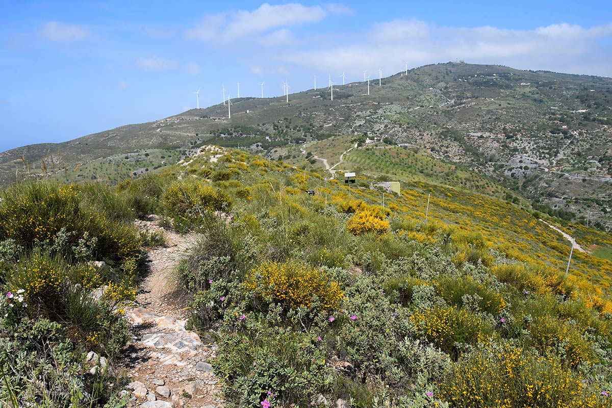 El pico del Águila se alza desde los acantilados de la Rijana para convertirse en el techo del litoral de Granada. Es la más alta atalaya costera, un picacho utilizado como refugio desde el neolítico, donde sobreviven especies únicas