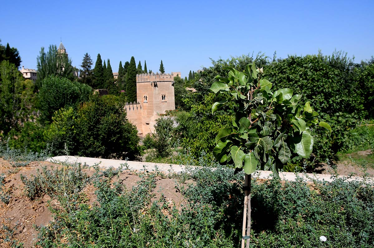 Entre el Generalife y la Alhambra aún perdura el vergel de los sultanes y sus almunias. Conocer los huertos es adentrarse en el único espacio monumental andalusí cultivado sin pausa desde hace más de 800 años