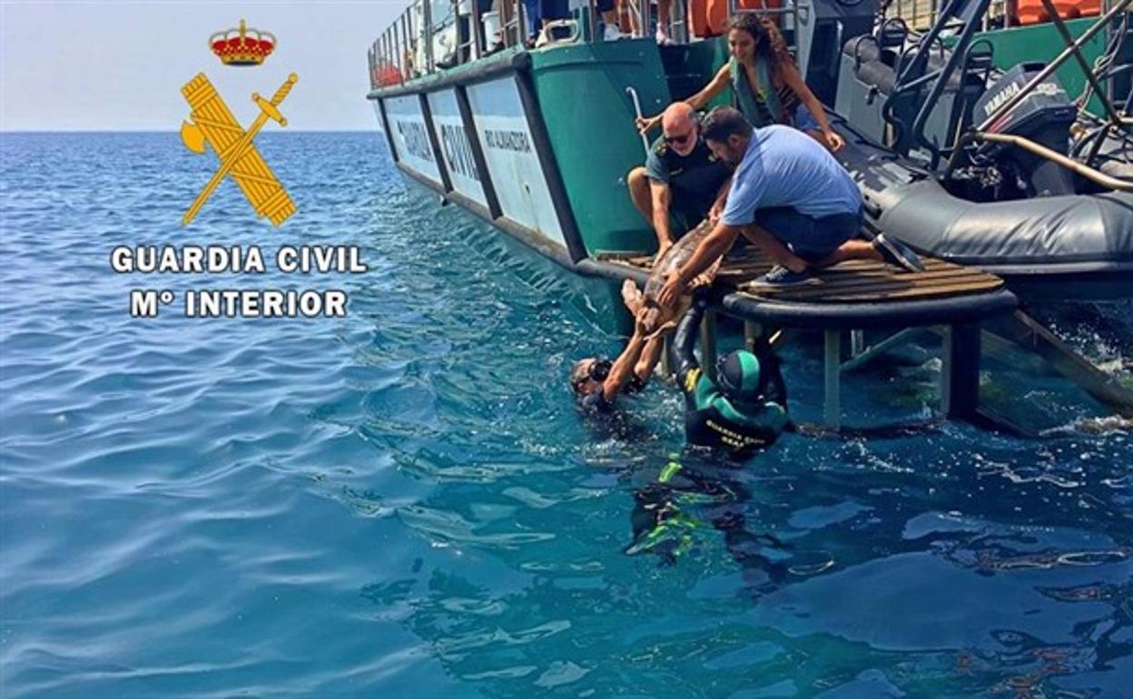 La Guardia Civil devuelve al mar en Almería a una tortuga boba rescatada por ingesta de plástico