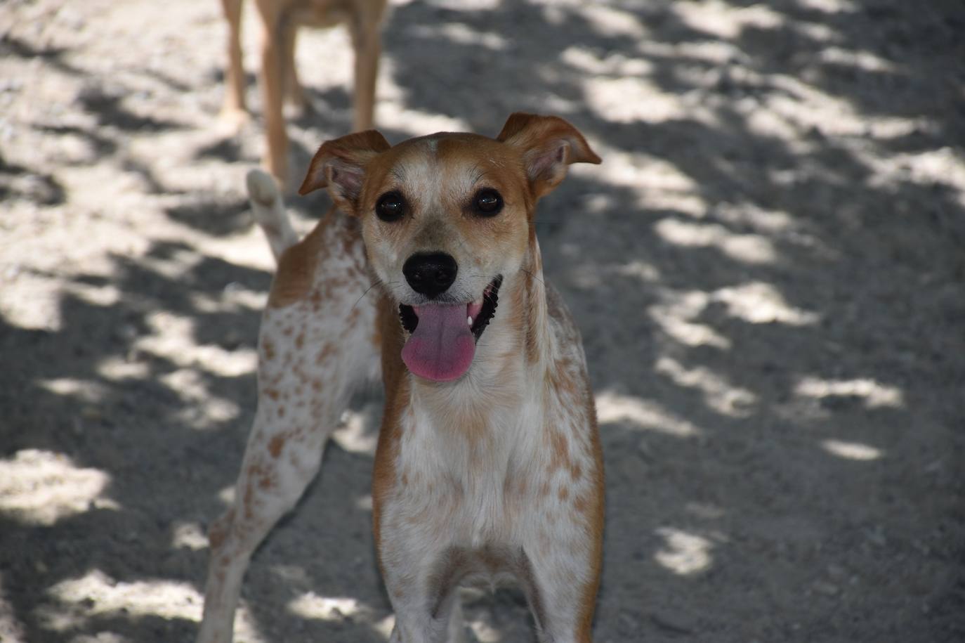 Tres de los perros que pasea Sergio. 
