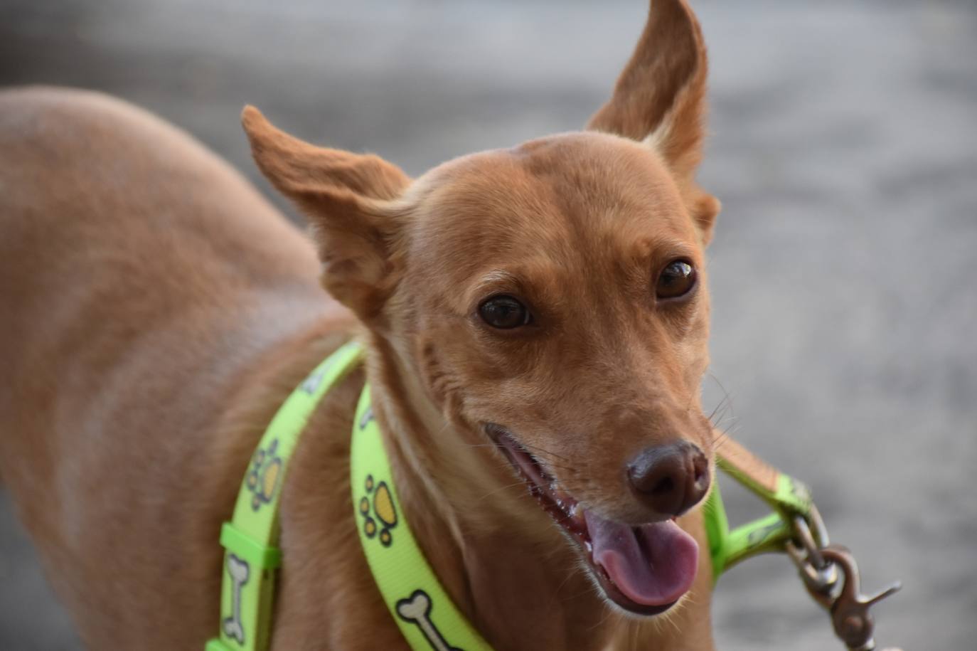 Tres de los perros que pasea Sergio. 