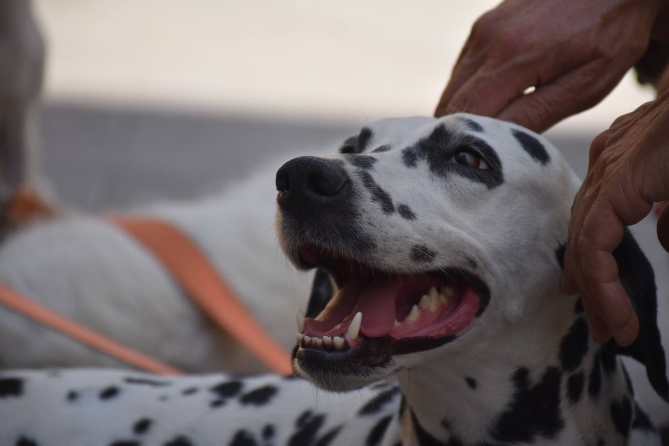 Tres de los perros que pasea Sergio. 