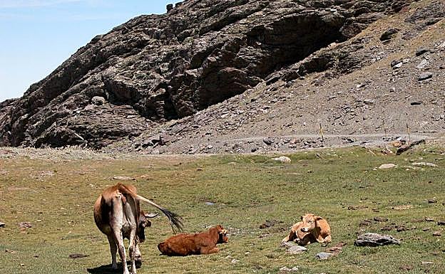 Imagen principal - Ganado en el pastizal; la laguna de las Yeguas convertida en embalse; arroyo que se convierte en el nacimiento del río Dílar 