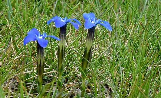 Gentiana sierrae 