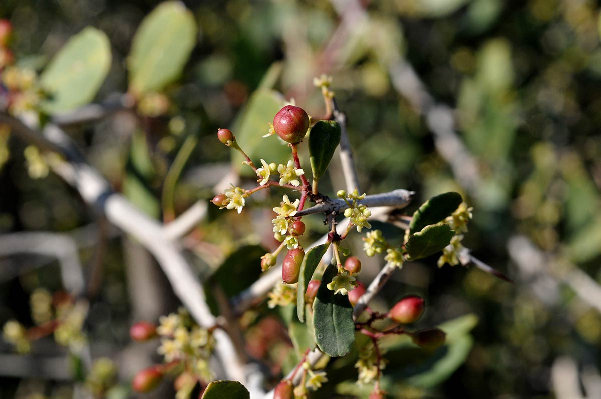 Maytenus senegalensis, arbusto de la costa de Andalucía oriental 