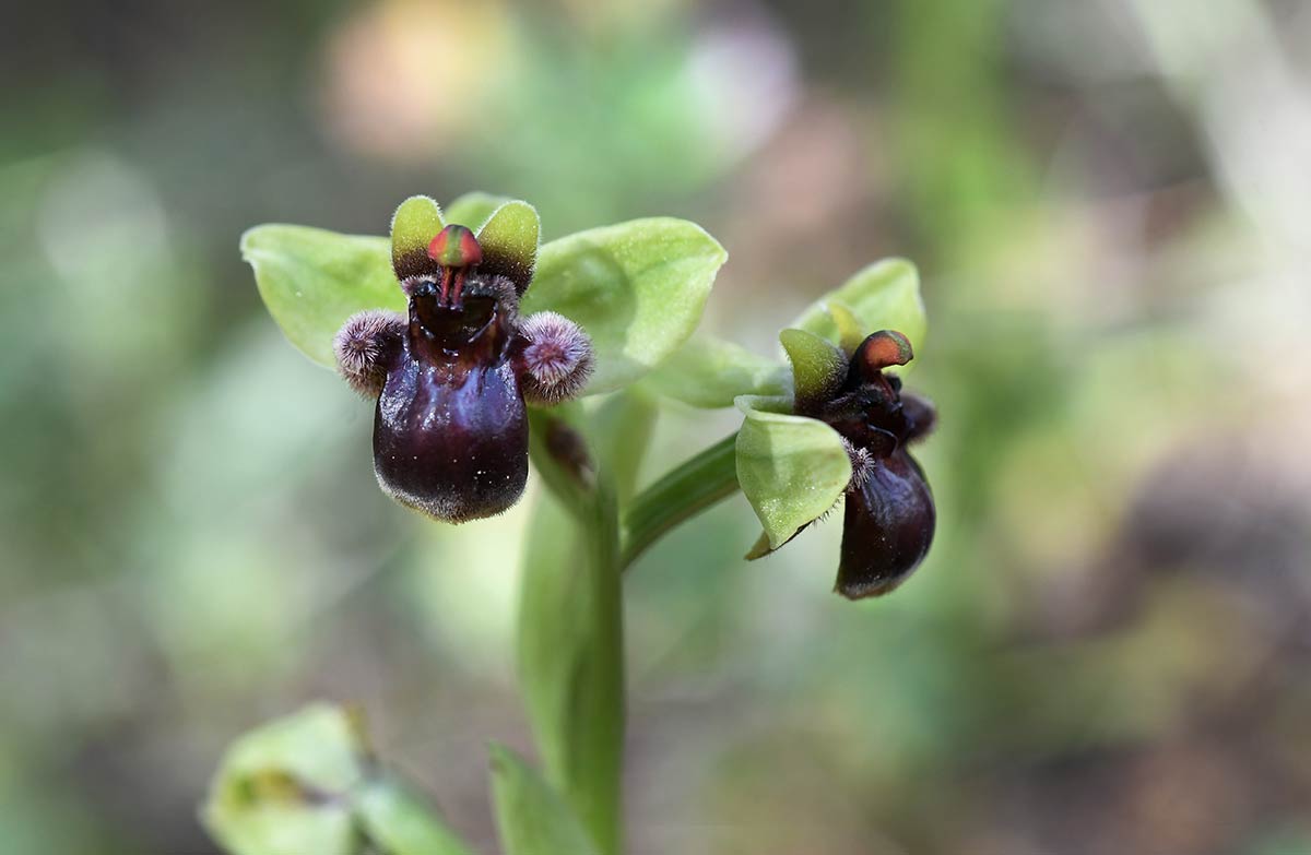 Ophrys bombiliflora, orquídea osito. Descubre la flora singular que crece en playas, acantilados, ramblas y montes del exclusivo litoral de Granada, Especies de plantas muy escasas, incluso únicas, intentan sobrevivir en ecosistemas costeros a pesar del avance de urbanizaciones y turismo 