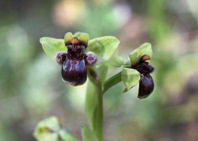 Imagen secundaria 1 - TEucrium rixanense; Ophrys bombYliflora; Lavatera oblongifolia, malva de la Alpujarra 