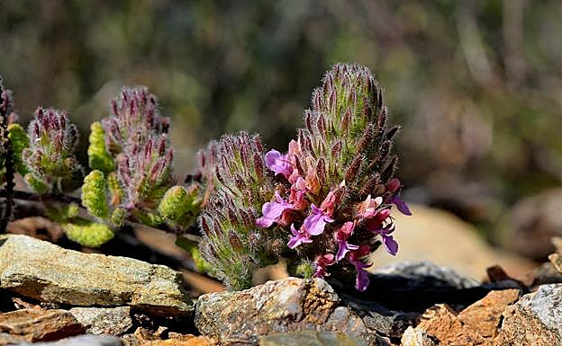 Imagen principal - TEucrium rixanense; Ophrys bombYliflora; Lavatera oblongifolia, malva de la Alpujarra 