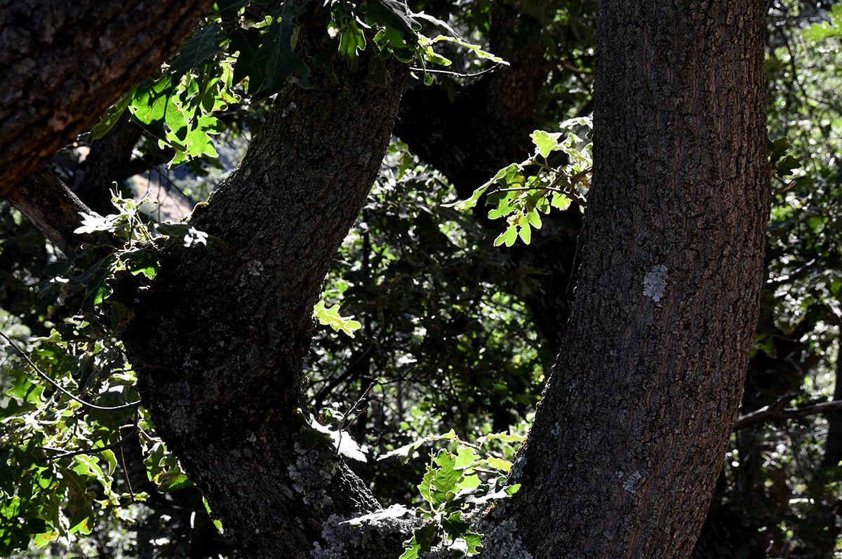 Densos melojares nevadenses sobreviven en las vaguadas de San Jerónimo, a pocos metros antes de la estación de esquí
