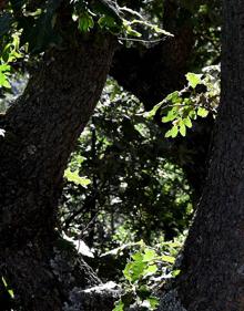 Imagen secundaria 2 - Robles en las laderas umbrías de San Jerónimo