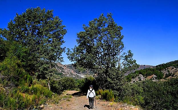 Imagen principal - Robles en las laderas umbrías de San Jerónimo