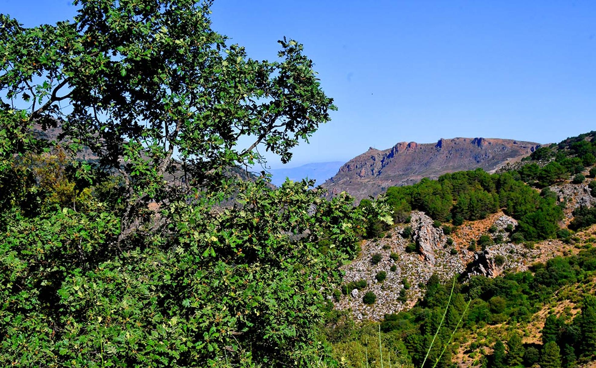 Robles en la cabecera del río Monachil. 