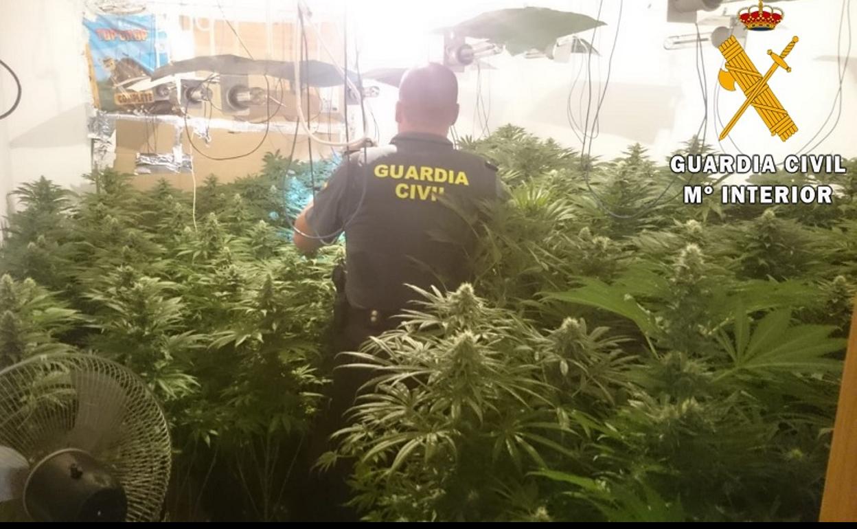 Operación 'Benagi': la Guardia Civil descubre un sofisticado 'narcobloque' que cultivaba marihuana a mansalva